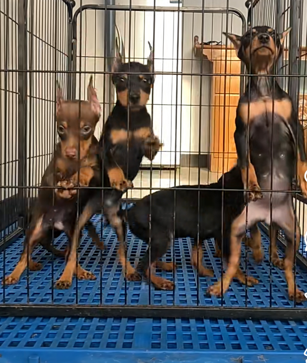 杜宾犬